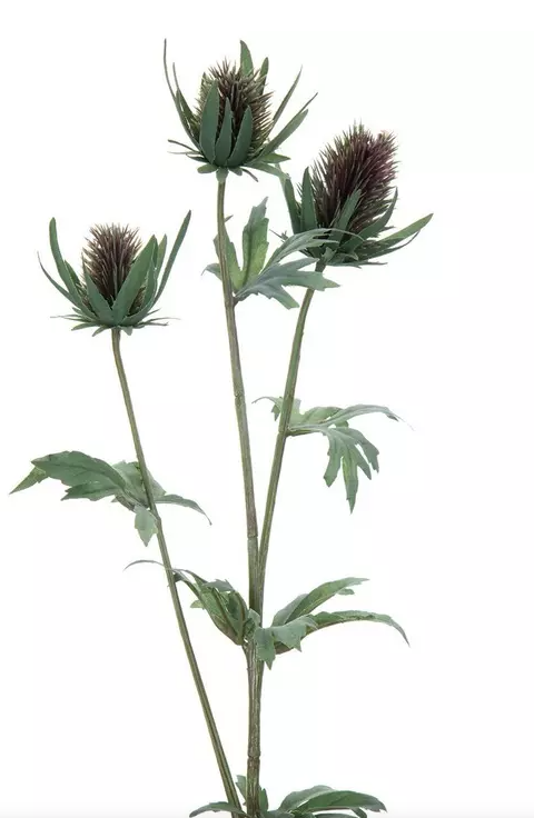 THISTLE