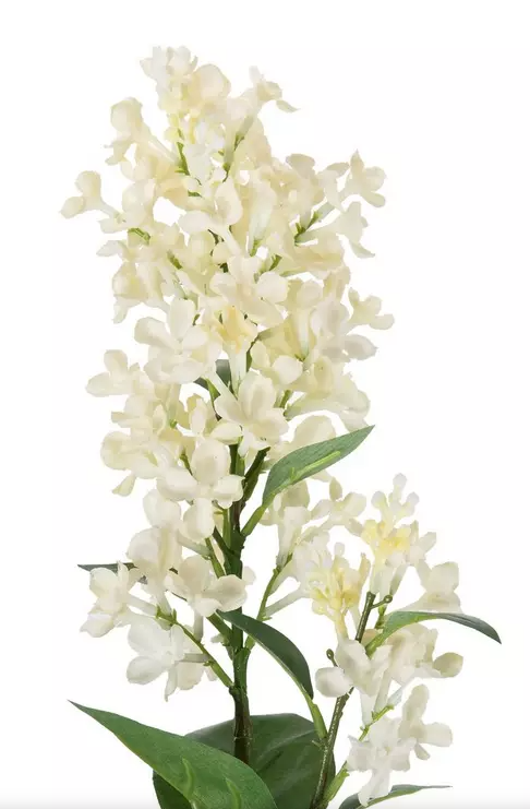 WHITE LILAC STEM