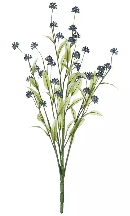NAVY MOLOPOSPERMUM BUSH