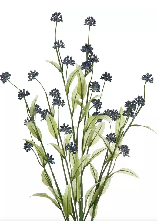NAVY MOLOPOSPERMUM BUSH