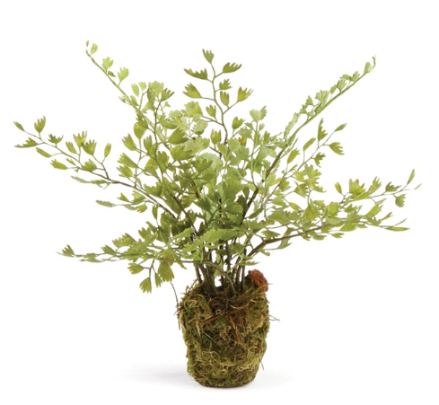 MAIDENHAIR FERN DROP-IN