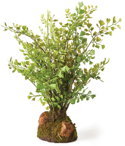MAIDENHAIR FERN DROP-IN