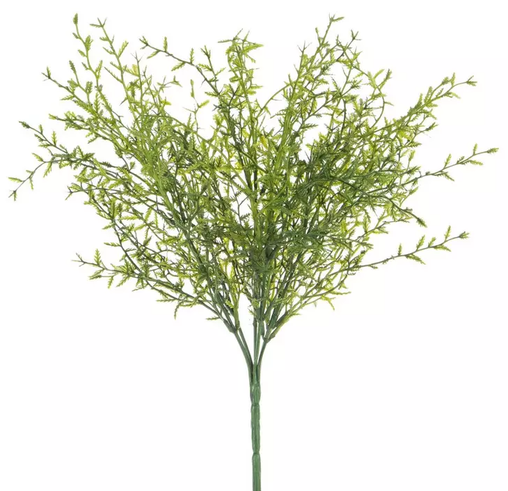 DILL BUSH