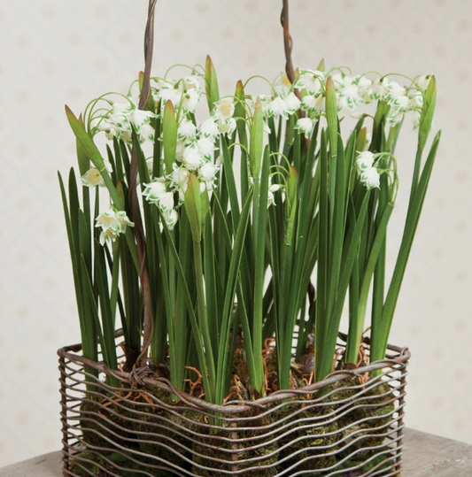 13.5" SNOWDROP DROP-IN
