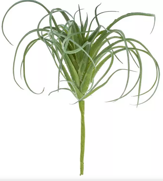 LIGHT GREEN AIR PLANT