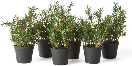NAPA HOME & GARDEN ROSEMARY  6 1/2" DROP-IN