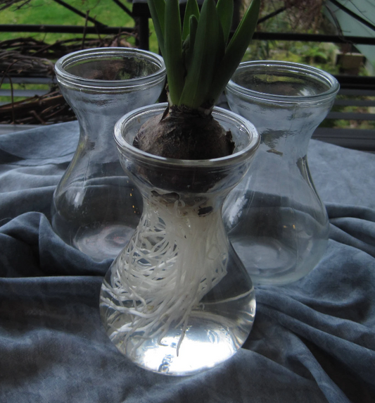 BULB FORCING VASE - CLEAR