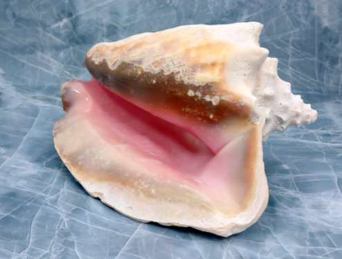 NATURAL BAHAMA PINK QUEEN CONCH SHELL 9"