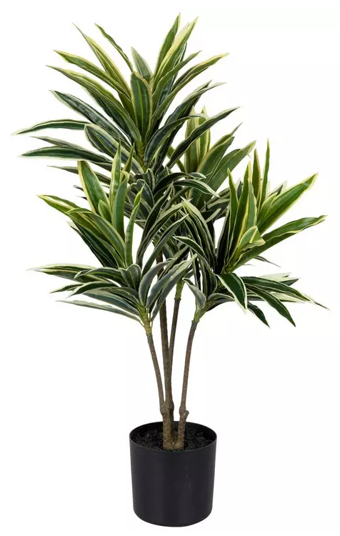 4FT DRACAENA PLANT