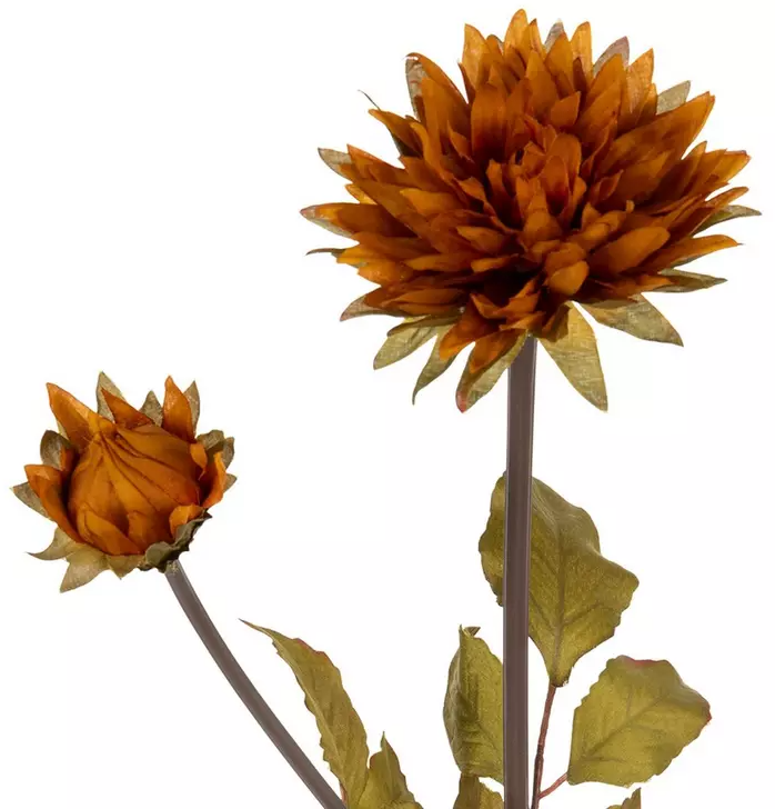 DAHLIA STEM - RUST