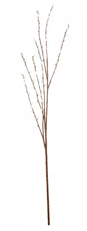 PUSSY WILLOW