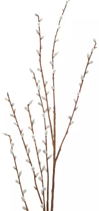 PUSSY WILLOW