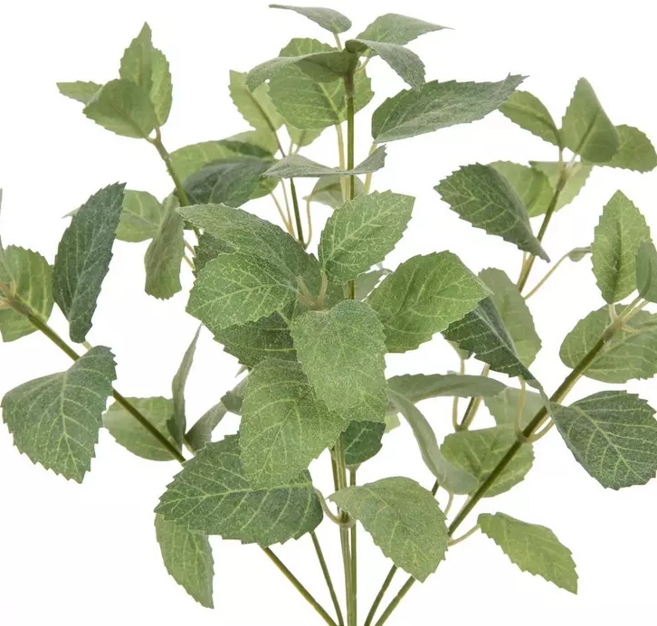 MINT BUSH