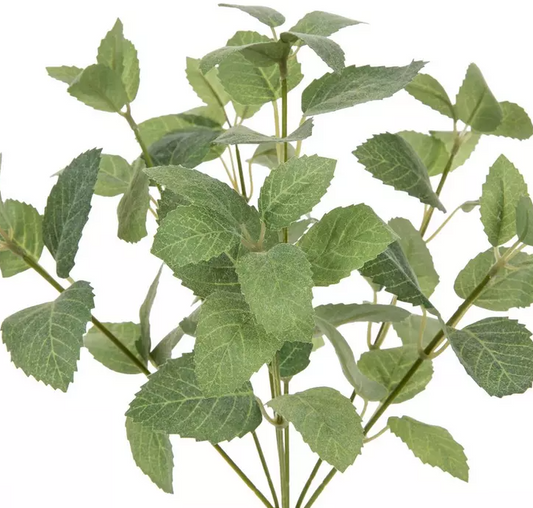 MINT BUSH