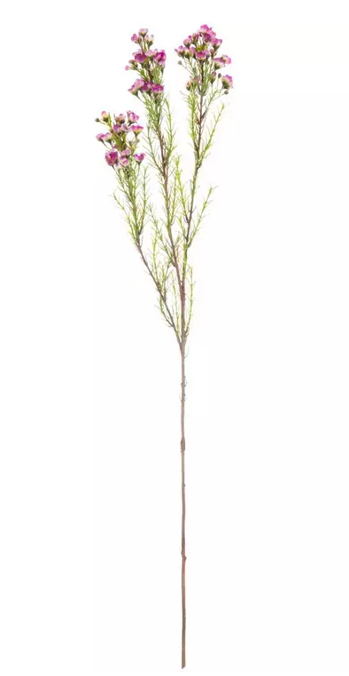 FUCHSIA CHAMELAUCIUM STEM