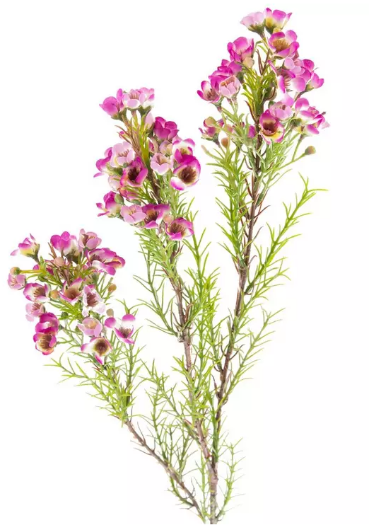 FUCHSIA CHAMELAUCIUM STEM