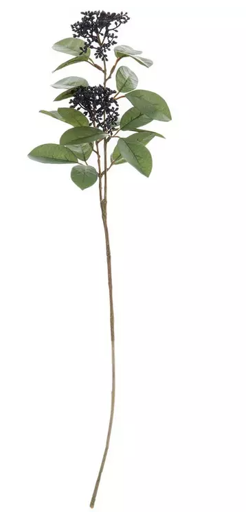 BLACK SKIMMIA BERRY STEM