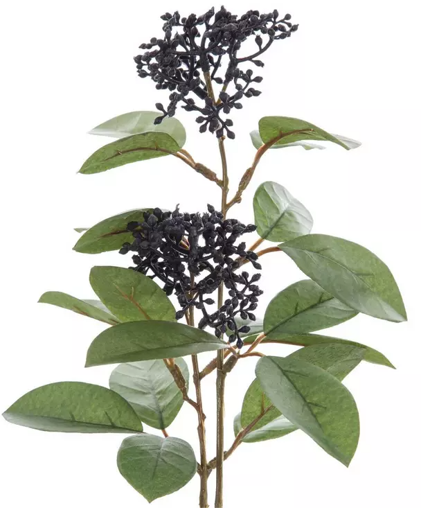 BLACK SKIMMIA BERRY STEM