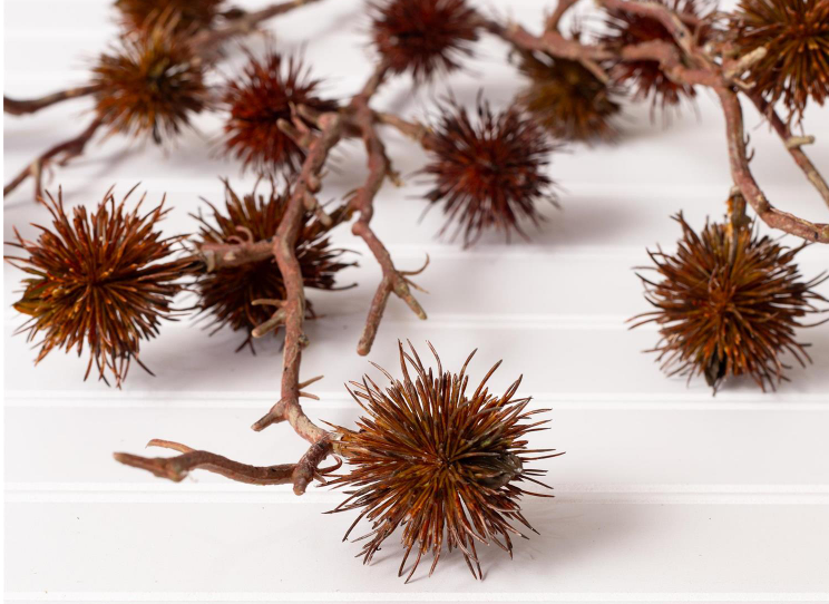 BROWN GUM POD SPRAY