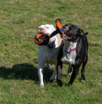MAD DOG TUG OF WAR