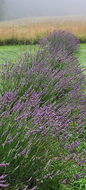 LOCAL FAIRVIEW LAVENDER BUNCHES