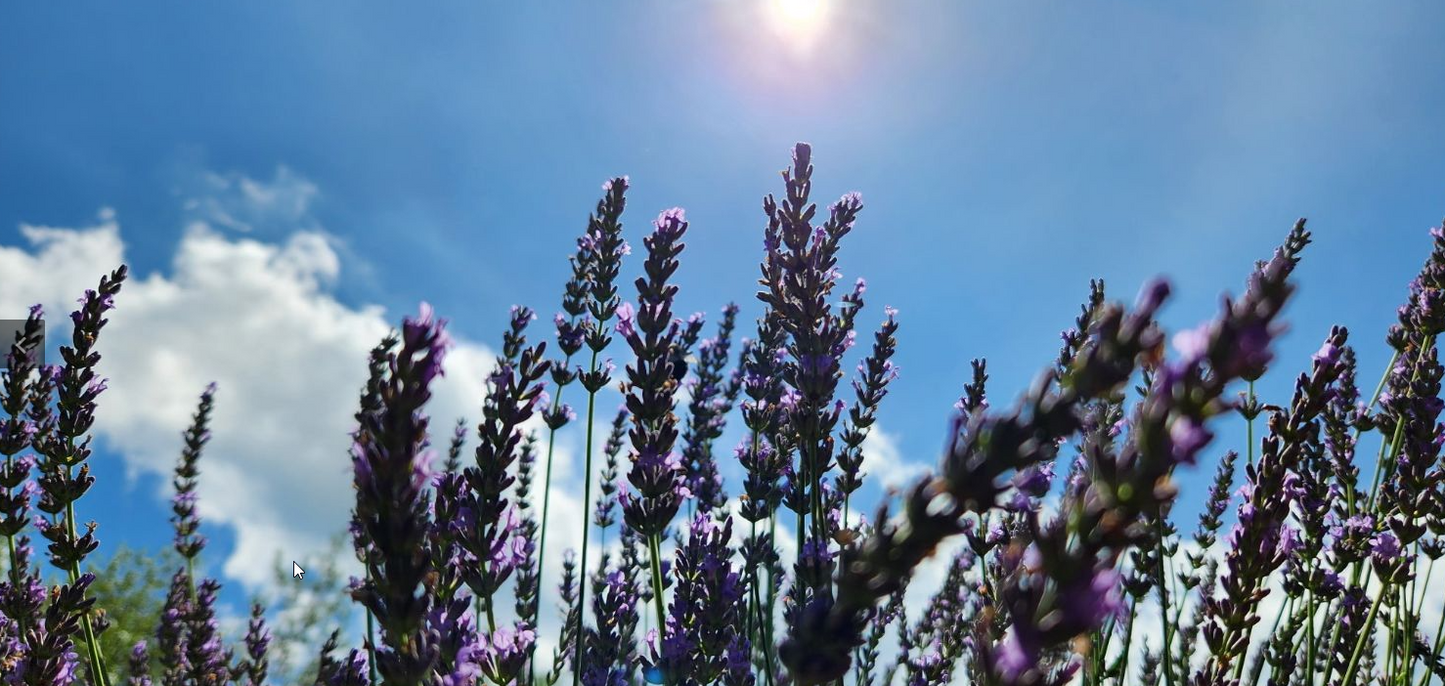 LOCAL FAIRVIEW LAVENDER BUNCHES