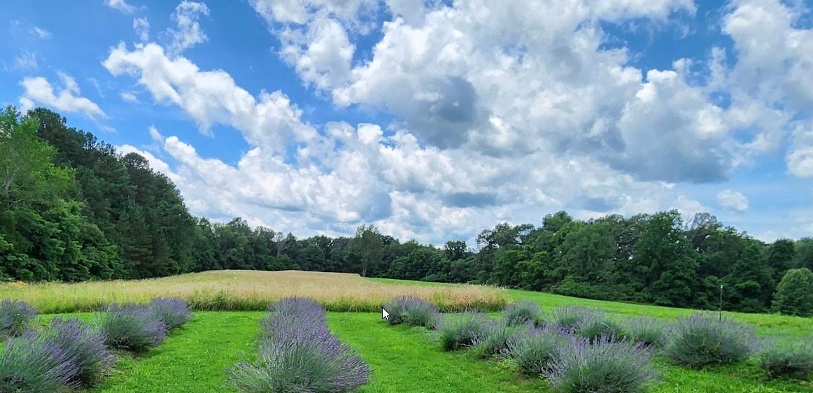 LOCAL FAIRVIEW LAVENDER BUNCHES