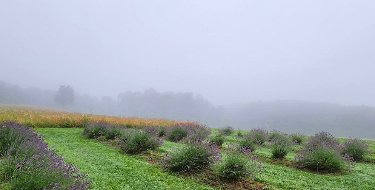 LOCAL FAIRVIEW LAVENDER BUNCHES