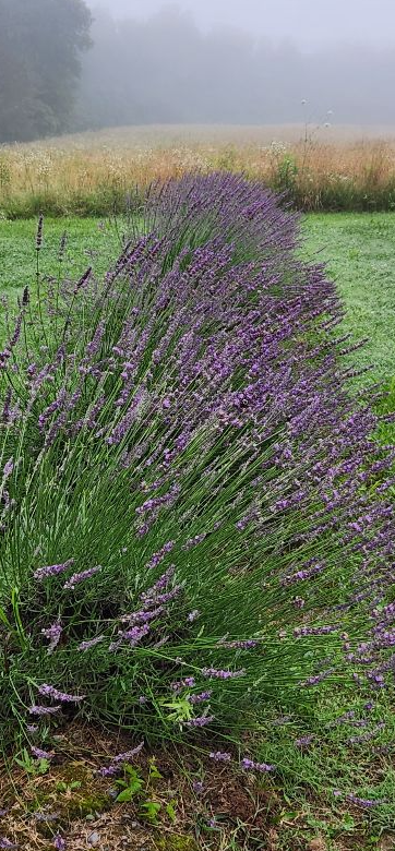 LOCAL FAIRVIEW LAVENDER BUNCHES