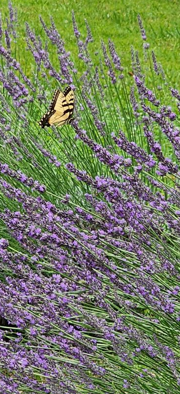 LOCAL FAIRVIEW LAVENDER BUNCHES