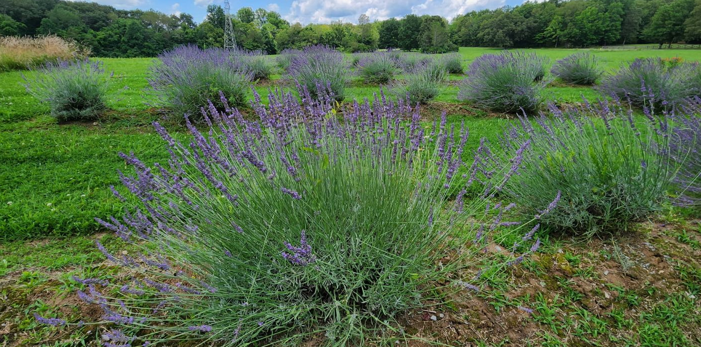 LOCAL FAIRVIEW LAVENDER BUNCHES