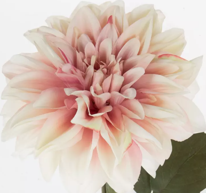 DAHLIA STEM - BLUSH