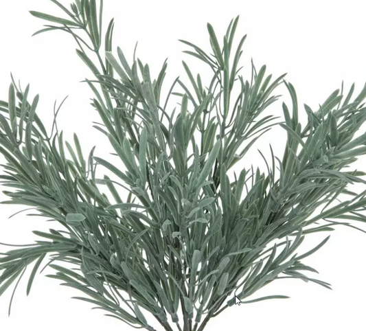 ROSEMARY BUSH