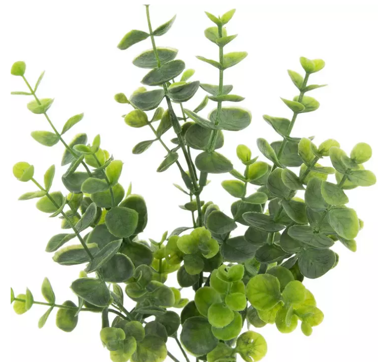 EUCALYPTUS BUSH