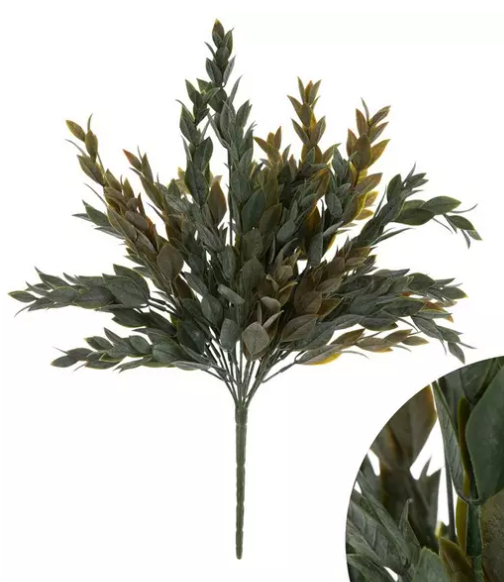 RUSCUS BUSH