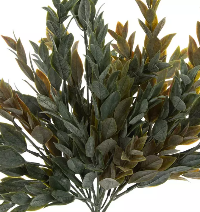 RUSCUS BUSH