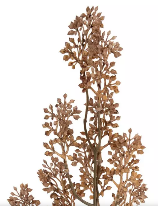 CREAM SEED BERRY SPRAY