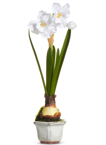 8.5" SINGLE NARCISSUS IN CACHEPOT