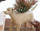 CERAMIC DOG PLANTERS - ASSORTED