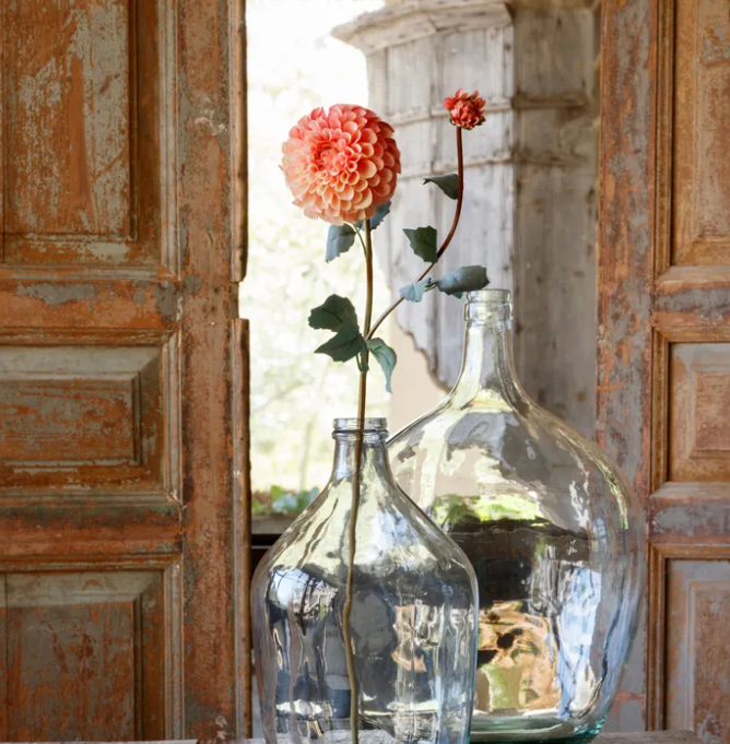 CORAL BORDER DAHLIA