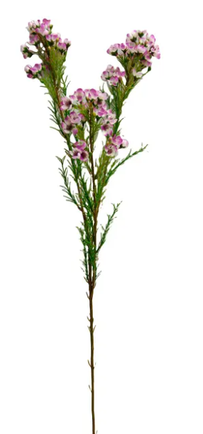 WAXFLOWER WHITE ROSE