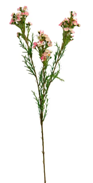 WAXFLOWER PINK