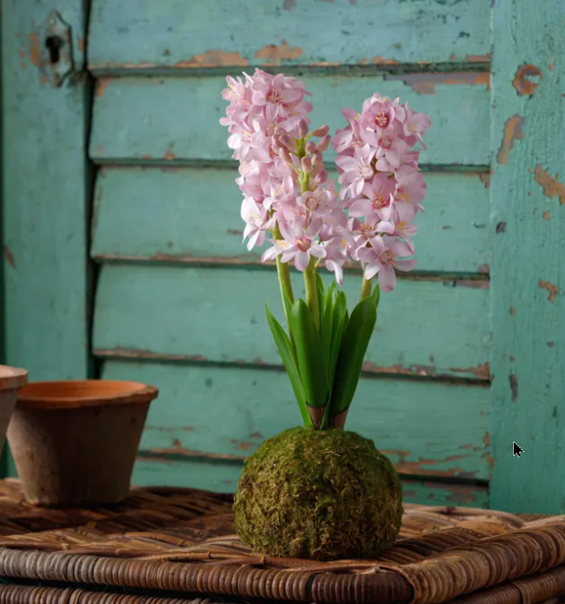 HYACINTH IN MOSS BALL - ASSORTED