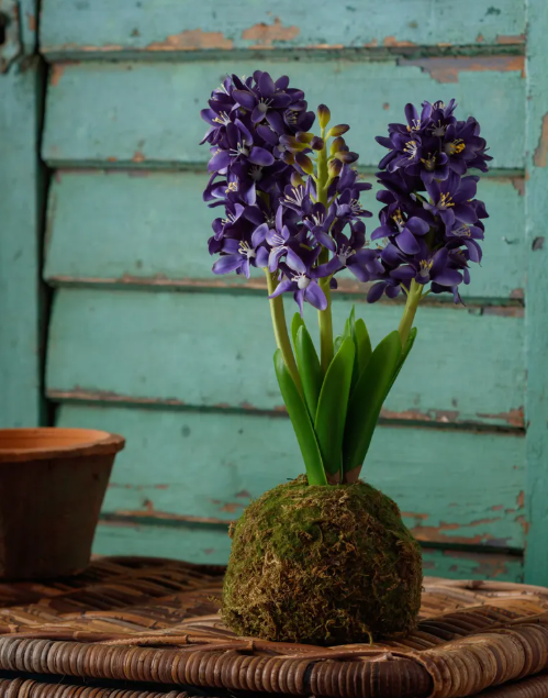 HYACINTH IN MOSS BALL - ASSORTED
