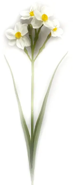 NARCISSUS STEM - ASSORTED