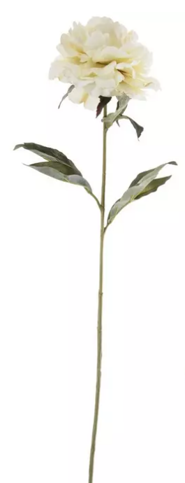CREAM PEONY STEM