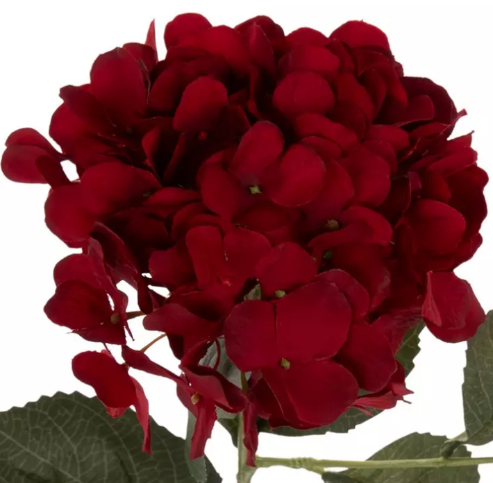 DEEP RED HYDRANGEA STEM