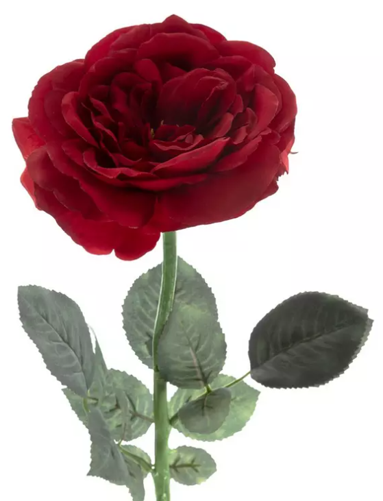 RED SOPHIA ROSE STEM