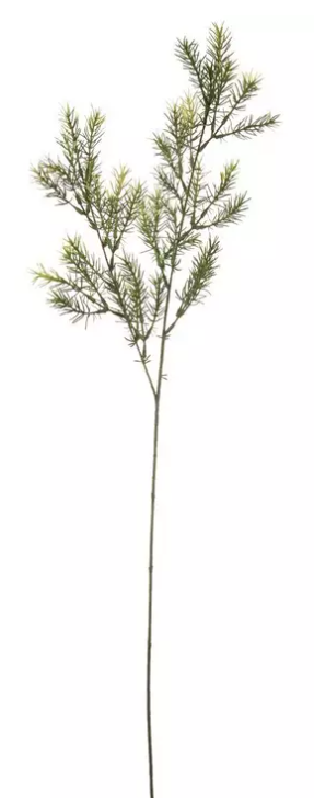 GREEN SPRINGERI SPRAY