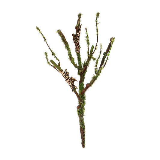 LITTLE MOSSY PIICK